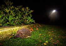 Hedgehog (Erinaceus europaeus) which has been released after it was weighed, sexed and tagged for conservation work seen at night by torchlight, Hampstead Heath, London, England, UK.