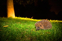 Hedgehog (Erinaceus europaeus) at night, illuminated by torchlight, Hampstead Heath, London, England, UK. September.