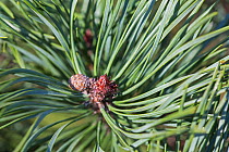 Close-up of Scots pine (Pinus sylvestris) buds and needles Hampstead Heath, London, England, UK. February.