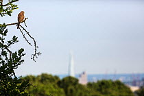 Common kestrel (Falco tinnunculus) perched, with the Shard in the distance, Hampstead Heath, London, England, UK. June 2015.