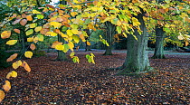 Beech tree (Fagus sylvatica) in autumn, Hampstead Heath, England, UK. November.