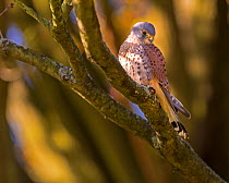 Kestrel (Falco tinnunculus) male, Hampstead Heath, England, UK.