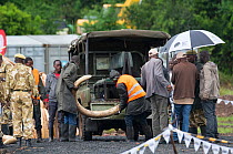 Men loading African elephant (Loxodonta africana) into piles, ready to be burnt by the Kenya Wildlife Service (KWS). Burn included 105 tons of elephant ivory, Nairobi National Park, Kenya, 30th April...