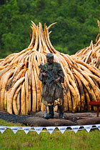 Guard standing in front of African elephant (Loxodonta africana) ivory in piles, which are ready to be burnt by the Kenya Wildlife Service (KWS). Burn included 105 tons of elephant ivory, Nairobi Nati...