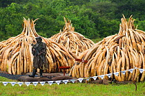 Guard standing in front of African elephant (Loxodonta africana) ivory in piles, which are ready to be burnt by the Kenya Wildlife Service (KWS). Burn included 105 tons of elephant ivory, Nairobi Nati...