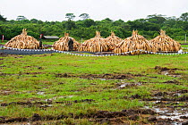 Elephant ivory in piles ready to be burnt by the Kenya Wildlife Service (KWS). Burn included 105 tons of elephant ivory, Nairobi National Park, Kenya, 30th April 2016.