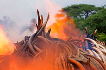 Piles of African elephant ivory set on fire by the Kenya Wildlife Service (KWS). This burn included over 105 tons of elephant ivory, worth over $150 million. Nairobi National Park, Kenya, 30th April 2...