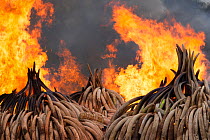Piles of African elephant ivory set on fire by the Kenya Wildlife Service (KWS). This burn included over 105 tons of elephant ivory, worth over $150 million. Nairobi National Park, Kenya, 30th April 2...