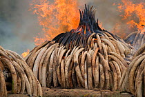 Piles of African elephant ivory on fire, burnt by the Kenya Wildlife Service (KWS). This burn included over 105 tons of elephant ivory, worth over $150 million. Nairobi National Park, Kenya, 30th Apri...