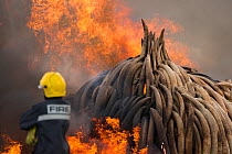 Firemen watching as piles of African elephant ivory are burnt by the Kenya Wildlife Service (KWS). This burn included over 105 tons of elephant ivory, worth over $150 million. Nairobi National Park, K...