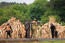 African elephant (Loxodonta africana) ivory in piles, ready to be burnt by the Kenya Wildlife Service (KWS). The burn included 105 tons of elephant ivory worth over  $150 million Nairobi National Park...