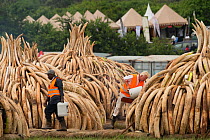 Men preparing African elephant (Loxodonta africana) ivory in piles, to be burnt by the Kenya Wildlife Service (KWS). The burn included 105 tons of elephant ivory worth over  $150 million Nairobi Natio...