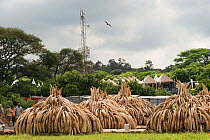 African elephant (Loxodonta africana) ivory in piles, ready to be burnt by the Kenya Wildlife Service (KWS). The burn included 105 tons of elephant ivory worth over $150 million Nairobi National Park,...