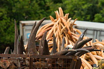 Rhino horns and Elephant ivory ready to be burnt by the Kenya Wildlife Service (KWS). Burn included 105 tons of elephant ivory and one ton of rhino horn (estimated to be 5% of the current world stockp...