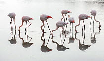 Greater flamingos (Phoenicopterus roseus) flock reflected, feeding in water, Pont de Gau Ornithological Park, Camargue, France, March.