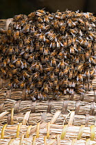 Honeybees (Apis melifera) in straw beehive or skep, Alpilles, France, April.