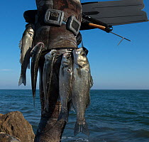European seabass (Dicentrarchus labrax), caught by fisherman, Provence, France, April.