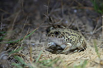 Western spadefoot toad (Spea hammondii) at night, Camargue, France, October.