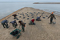 Conservationists building mounds as  potential nest sites for Greater flamingos (Phoenicopterus roseus) Fangassier, Salin de Giraud, Camargue, France, December 2015.