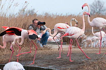 Photographer taking pictures of flamingos (Phoenicopterus roseus) Pont de Gau Ornithological Park, Camargue, France, March