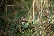 Natterjack toad (Bufo calamita) Camargue, France, October.
