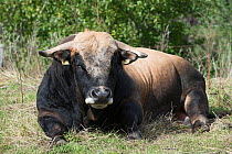 Aubrac bull resting, Nasbinals, Aubrac, Languedoc, France, September.