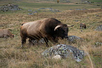 Aubrac bull, Nasbinals, Aubrac, Languedoc, France, September.