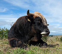 Aubrac bull resting, Nasbinals, Aubrac, Languedoc, France, September.