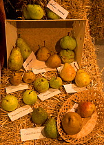 Diversity of Apple varieties at fair in St Jean du Gard, Languedoc, France.