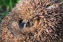Hedgehog (Erinaceus europaeus) juvenile curled into a ball close up of foot gripping onto spikes, Camargue, France. January.