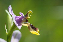 Sawfly orchid (Ophrys tenthredinifera) flower, Tour du valat, Camargue, France, April.