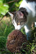 Domestic cat smelling Hedgehog (Erinaceus europaeus) juvenile curled into a ball, Camargue, France. January.
