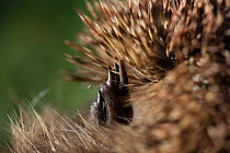 Hedgehog (Erinaceus europaeus) juvenile curled into a ball close up of foot gripping onto spines, Camargue, France. January.