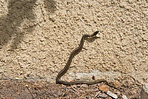 Viperine snake (Natrix maura bilineata)  Camargue, France, April.