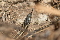 Viperine snake (Natrix maura bilineata)  Camargue, France, April.