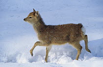 Sika deer (Cervus nippon) fawn in snow, captive, occurs in East Asia.