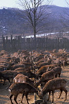 Manchurian sika deer (Cervus nippon mantchuricus) herd with antlers removed, feeding from troughs in farm. China.