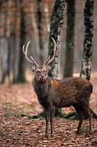 Formosan sika deer (Cervus nippon taiouanus) in woodland habitat. Captive, endemic to Taiwan.