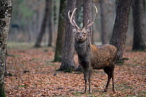 Formosan sika deer (Cervus nippon taiouanus) stag in woodland habitat. Captive, endemic to Taiwan.