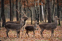 Formosan sika deer (Cervus nippon taiouanus) stag with hinds in woodland habitat. Captive, endemic to Taiwan.