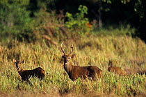 Calamian deer (Axis calamianensis) herd in grassland. Captive, endemic to the Calamian Islands, Phillipines. Endangered species.
