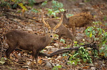 Indian hog deer (Axis porcinus) stag. Captive, occurs in Asia.