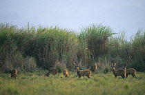 Indian hog deer (Axis porcinus) herd with stags in grassland, India.