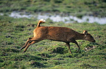 Indian hog deer (Axis porcinus) female running from danger, India