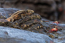 Marine iguana (Amblyrhynchus cristatus) resting on the coastal rocks with Sally lightfoot crabs (Grapsus grapsus) on Santiago Island, Galapagagos.