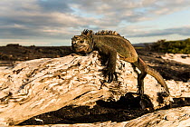 Marine iguana (Amblyrhynchus cristatus) resting on log in sunlight, Fernandina Island, Galapagos, April.