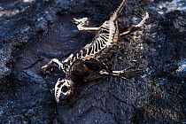 Skeleton of Marine iguana (Amblyrhynchus cristatus) that probably died from starvation. Unusually warm El Nino waters have killed a lot of the algae which is the food for these iguanas. Fernandina isl...