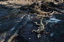 Marine iguanas (Amblyrhynchus cristatus) basking on rock next to skeleton of one which starved to death. Unusually warm El Nino waters have killed a lot of the algae which is the food for these iguana...