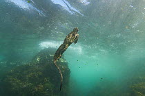 Marine Iguana (Amblyrhynchus cristatus) swimming up from deep water where it swam down to find algae of the coast, Fernandina Island, Galapagos. April 2016.