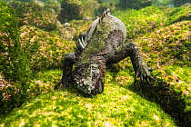 Marine iguana (Amblyrhynchus cristatus) feeding in deep water to find algae, off the coast of Fernandina island on Galapagos. April 2016. Much of the algae on coast and at shallower depths have been k...